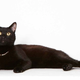 Illustration for article titled Adorable Adoptable Animals in Accessories Will Make Your Eyes Leak